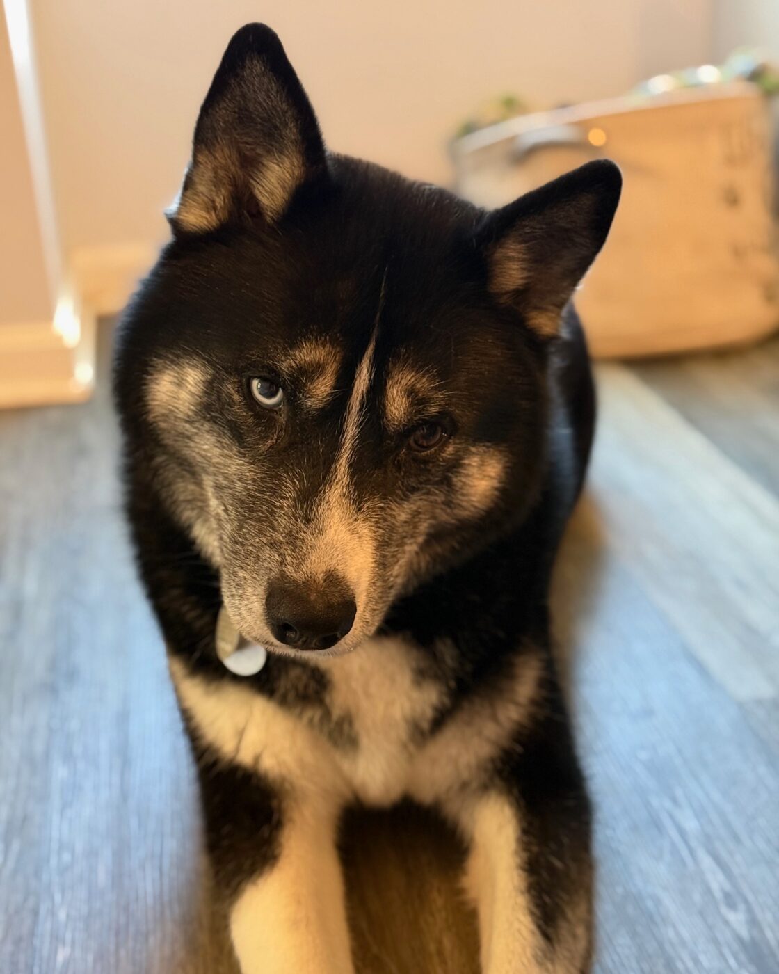 The office husky lying on the floor, looking up at the camera